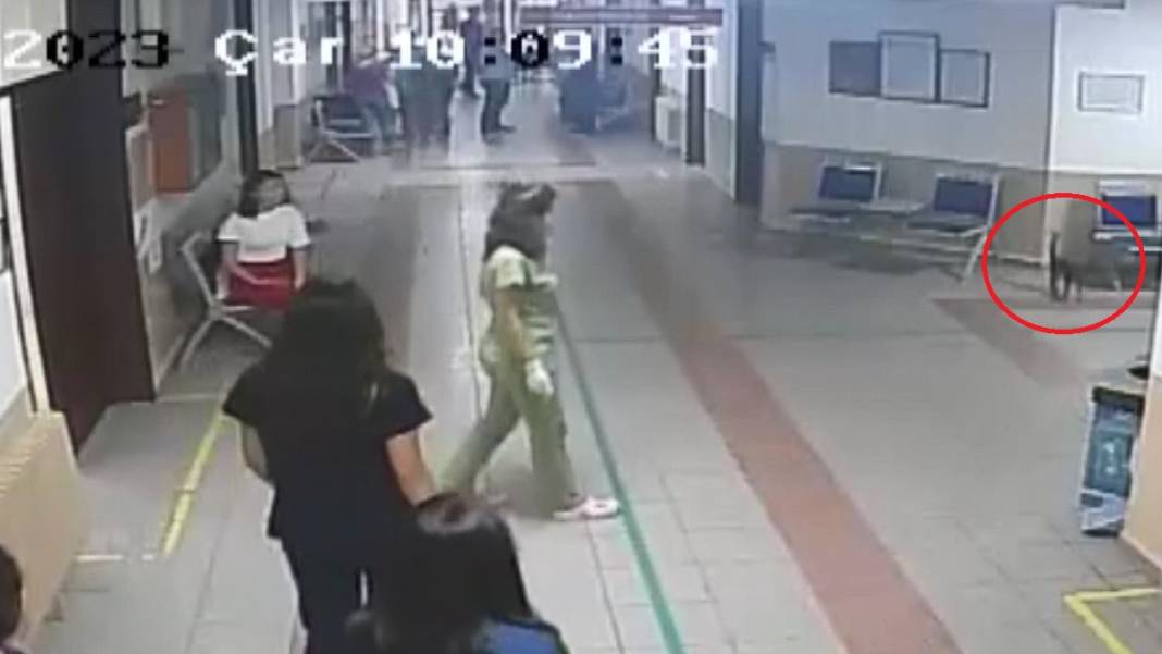 Kedi 'Ali Cabbar' hastaneye kendi başına gitti 1